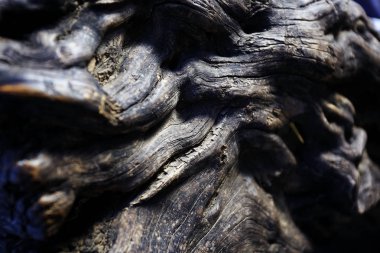 büyük eski ağaç gövdesi doğal dokusuna 