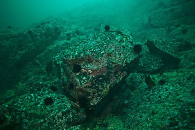 deniz altındaki güzel yosun 