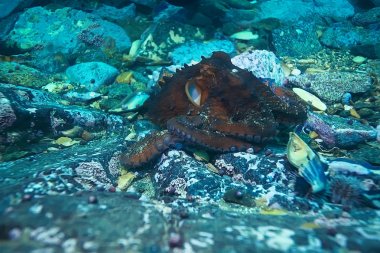 deniz altındaki dev ahtapot