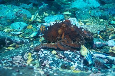 deniz altındaki dev ahtapot