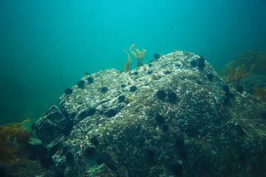 deniz altındaki güzel yosun 