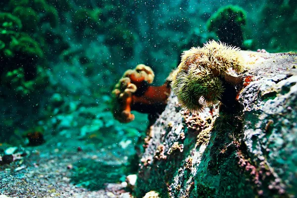 Prachtige zee-anemonen — Stockfoto