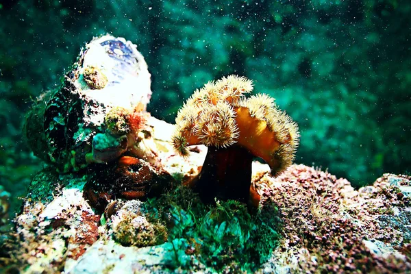 Schöne Seeanemonen — Stockfoto