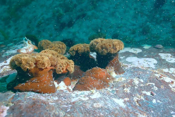 Belas anêmonas do mar — Fotografia de Stock