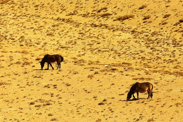 Hermosos caballos en el Tíbet — Foto de Stock