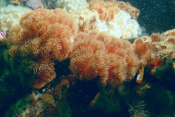 Schöne Seeanemonen — Stockfoto