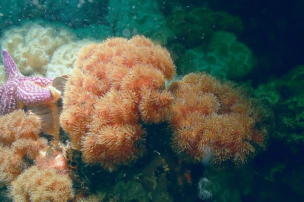 Schöne Seeanemonen — Stockfoto