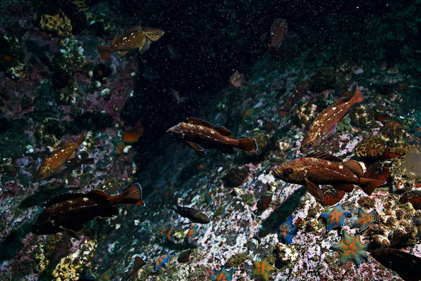 Рибний Шерсть Плаває Над Морським Дном Екзотична Океанічна Фауна — стокове фото