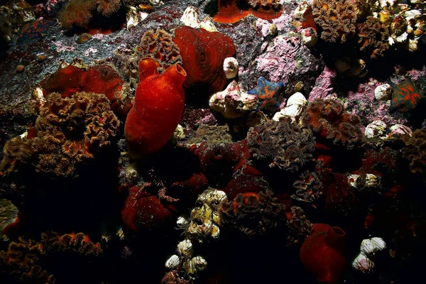 Ascidia lila Korallenriff — Stockfoto