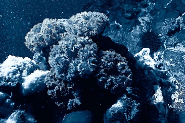 Красивые морские анемоны — стоковое фото