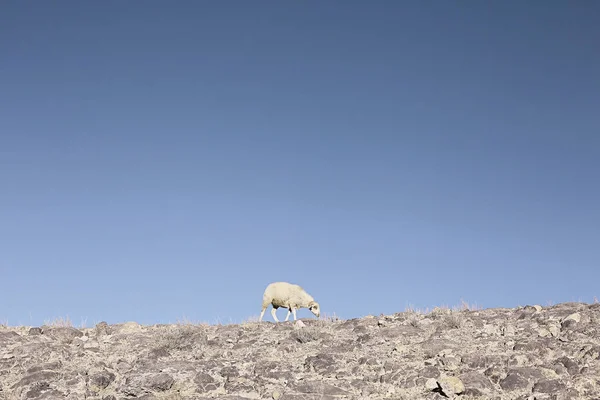 晴れた日に山の上に放牧羊 — ストック写真