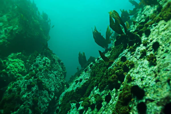 Морська зірка у блакитній морській воді — стокове фото