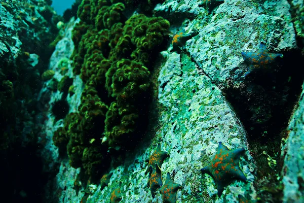 Starfish in blue sea water — Stock Photo, Image