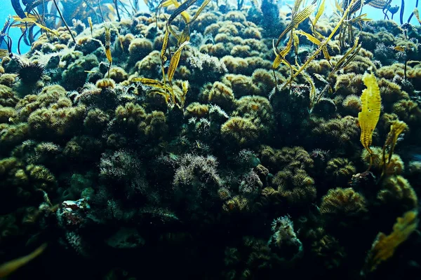 Bellissimi anemoni di mare — Foto Stock