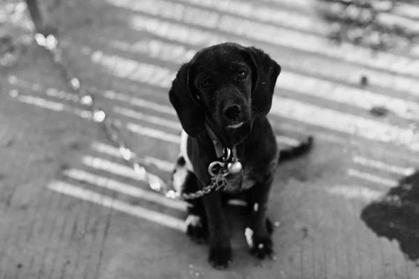 Χαριτωμένο Μικρό Σκυλί Στο Λουρί Κάθεται Στο Δρόμο Και Βλέπουν — Φωτογραφία Αρχείου