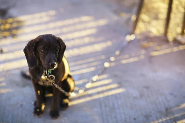 Schattige Kleine Hond Aan Leiband Zit Straat Camera Kijken — Stockfoto