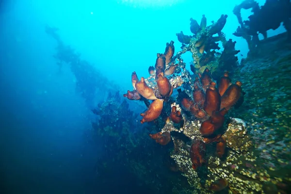 Азідія фіолетовий кораловий риф — стокове фото