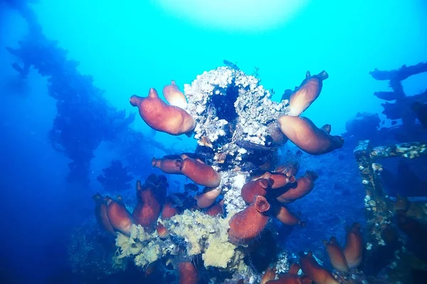 Азідія фіолетовий кораловий риф — стокове фото