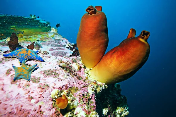 Ascidia purple coral reef — Stock Photo, Image