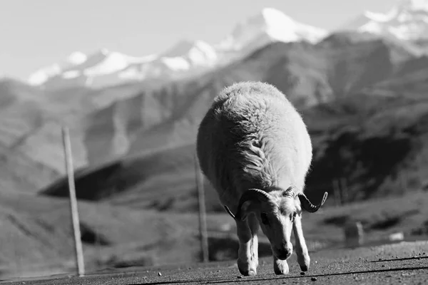 Cute sheep grazing — Stock Photo, Image