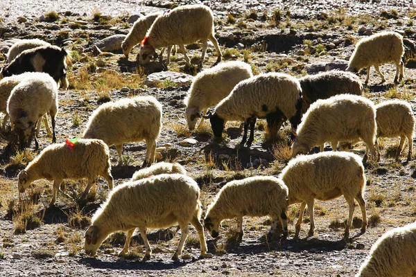 flock of sheep in mountainous landscape