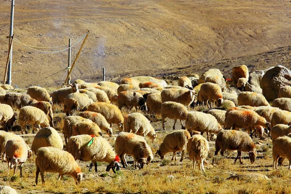 Rebanho de ovelhas em paisagem montanhosa — Fotografia de Stock