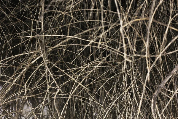드라이 갈색가 잔디의 — 스톡 사진