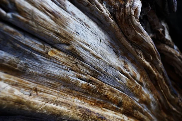 大きな古い木の幹の自然な風合い — ストック写真