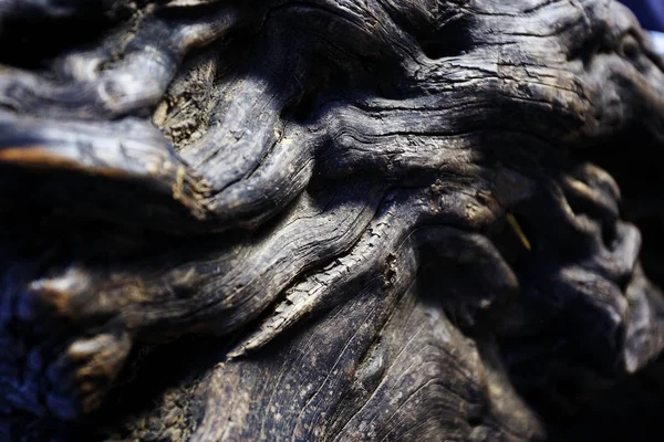 büyük eski ağaç gövdesi doğal dokusuna 