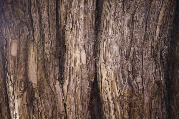 Natuurlijke Textuur Van Grote Oude Boomstam — Stockfoto