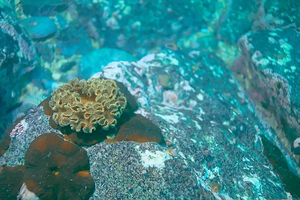 Schöne Seeanemonen — Stockfoto