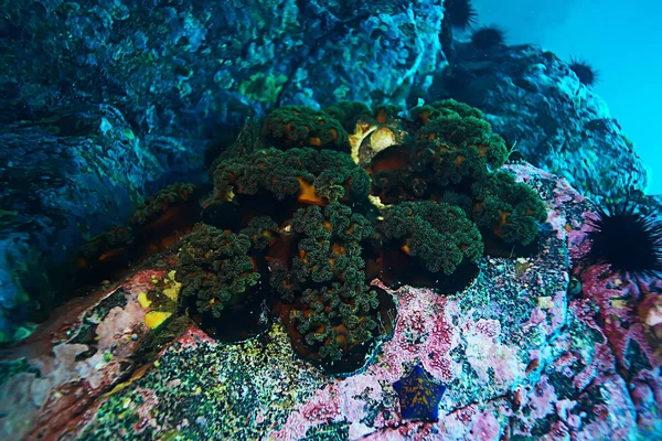 Schöne Seeanemonen — Stockfoto