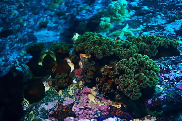 Gyönyörű tengeri korallok — Stock Fotó