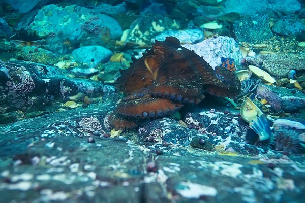 Pulpo gigante en el fondo del mar — Foto de Stock