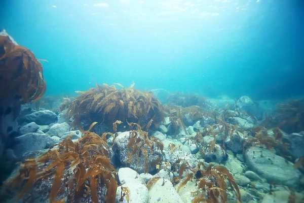 Красиві морські анемони — стокове фото
