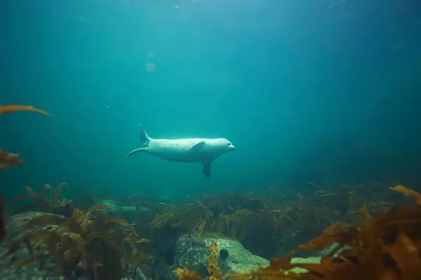 seal animal in sea water