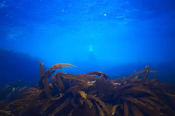 Beautiful laminaria seaweed — Stock Photo, Image
