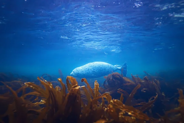 Foca animale in acqua di mare — Foto Stock