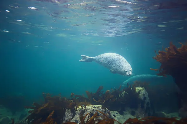 Foca animal en agua de mar — Foto de Stock