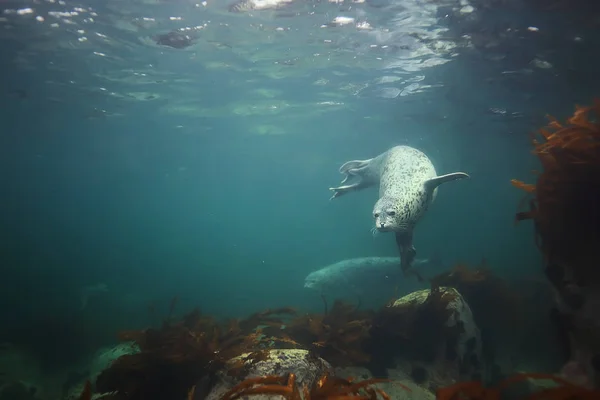 seal animal in sea water