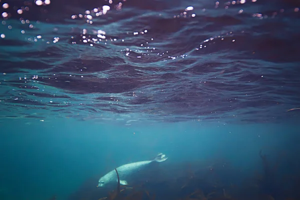 seal animal in sea water