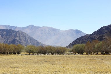 dağlık manzara koyun sürüsü 
