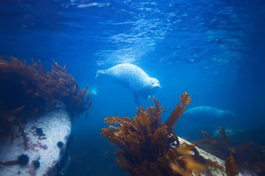 Deniz suyu hayvan mühür 