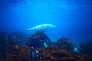 güzel laminaria deniz yosunu
