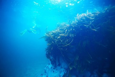 deniz altındaki güzel yosun 