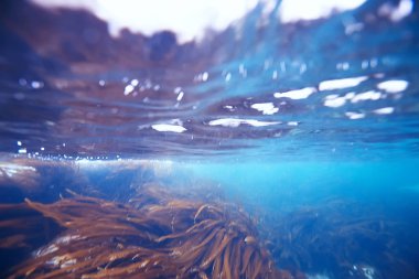 güzel laminaria deniz yosunu