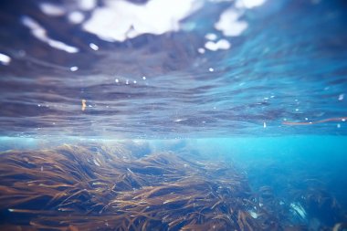 güzel laminaria deniz yosunu