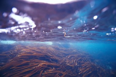 deniz altındaki güzel yosun 