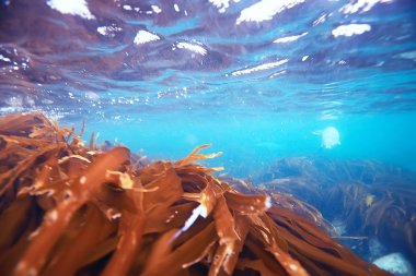 deniz altındaki güzel yosun 