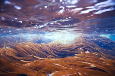 deniz altındaki güzel yosun 